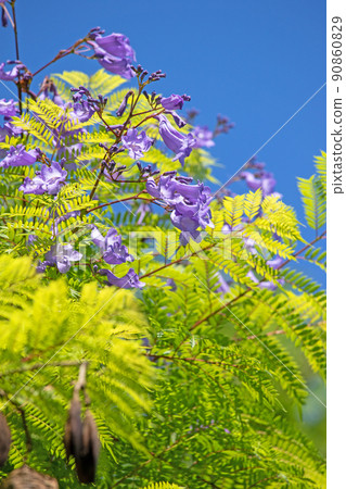Cool jacaranda flowers Cool jacaranda flowers 90860829