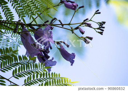 Cool jacaranda flowers Cool jacaranda flowers 90860832