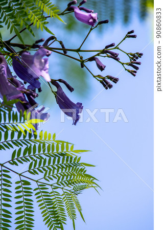 Cool jacaranda flowers Cool jacaranda flowers 90860833