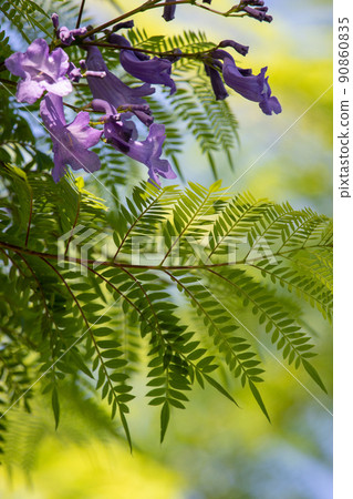 Cool jacaranda flowers Cool jacaranda flowers 90860835