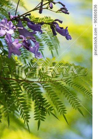 Cool jacaranda flowers Cool jacaranda flowers 90860836