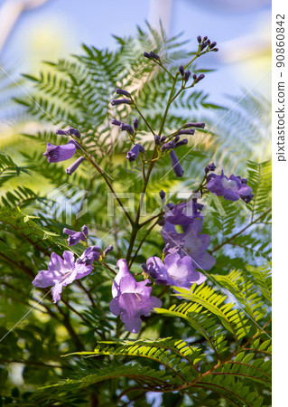 Cool jacaranda flowers Cool jacaranda flowers 90860842