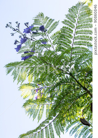 Cool jacaranda flowers Cool jacaranda flowers 90860846