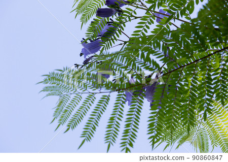 Cool jacaranda flowers Cool jacaranda flowers 90860847