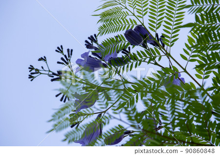 Cool jacaranda flowers Cool jacaranda flowers 90860848