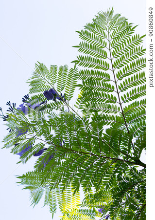 Cool jacaranda flowers Cool jacaranda flowers 90860849