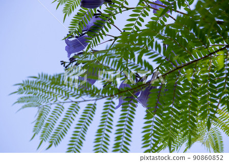 Cool jacaranda flowers Cool jacaranda flowers 90860852