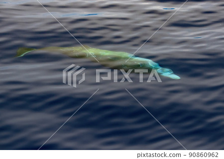 Cuvier Beaked Whale underwater near sea surface while breathing Cuvier Beaked Whale underwater near sea surface while breathing 90860962