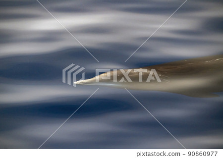 Cuvier Beaked Whale underwater near sea surface while breathing 90860977