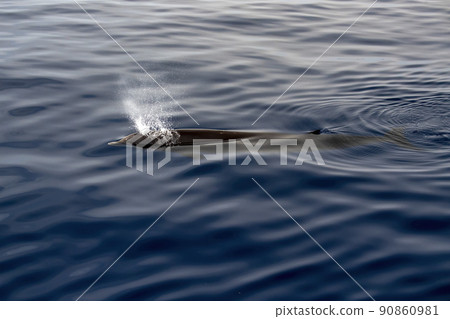 Cuvier Beaked Whale underwater near sea surface while breathing Cuvier Beaked Whale underwater near sea surface while breathing 90860981