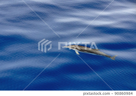 Striped dolphin stenella while jumping in velvet sea 90860984