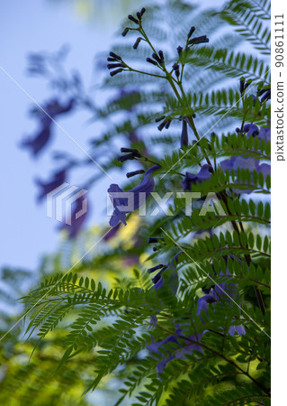 Cool jacaranda flowers Cool jacaranda flowers 90861111
