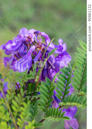 Cool jacaranda flowers Cool jacaranda flowers 90861132