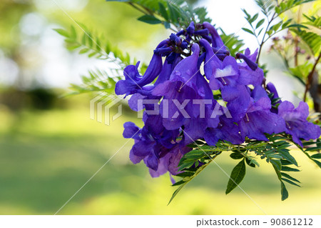 Cool jacaranda flowers Cool jacaranda flowers 90861212