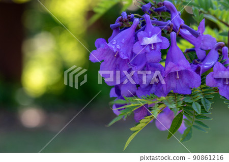 Cool jacaranda flowers 90861216