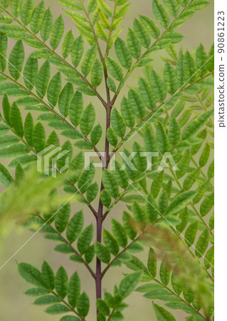 Jacaranda branches and leaves 90861223