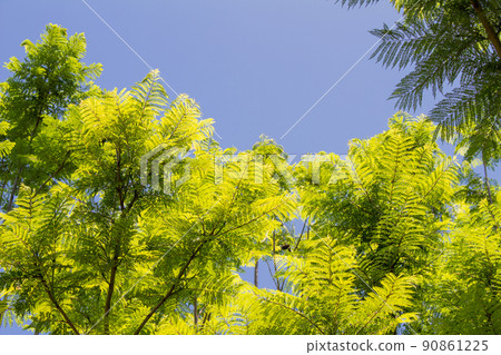 Jacaranda branches and leaves 90861225