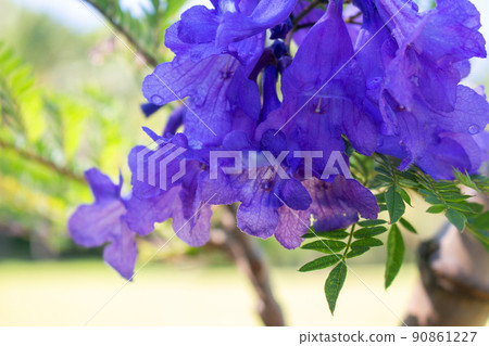 Cool jacaranda flowers Cool jacaranda flowers 90861227
