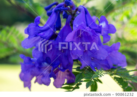Cool jacaranda flowers 90861232
