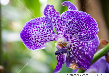 Orchid flower, Vanda Coerulea 90861459