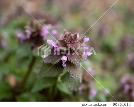 Himeodoricosoum 90861613