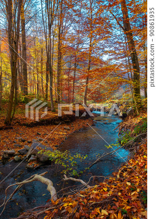 mountain river in the autumn forest. wonderful nature scenery in morning light. trees in colorful foliage and stones on the shore covered in fallen leaves. water flows down in the ravine mountain river in the autumn forest. wonderful nature scenery in morning light. trees in colorful foliage and stones on the shore covered in fallen leaves. water flows down in the ravine 90861935