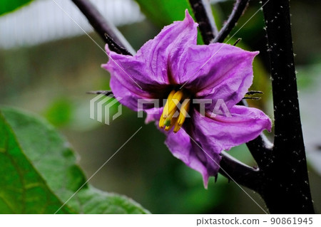 美麗盛開的茄子花 90861945