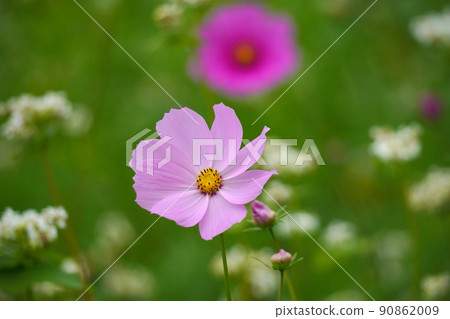 Cosmos Cosmos 90862009