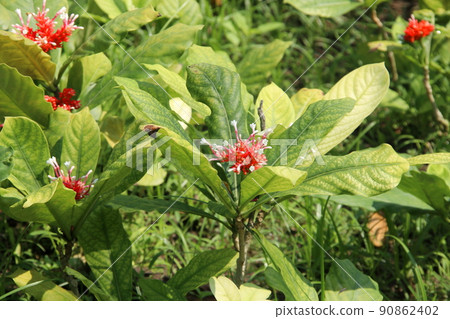Indian Snake Root or Rauwolfia tree, Thailand. 90862402