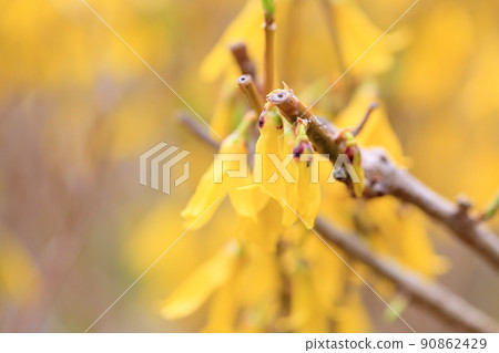 Forsythia flower 90862429