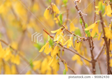 連翹花 連翹花 90862430