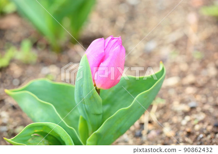 鬱金香花 鬱金香花 90862432
