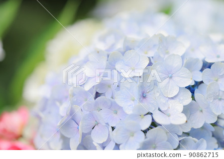 Hydrangea 90862715