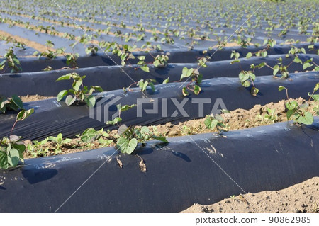 Mid-June Sweet potato field Ibaraki Prefecture 90862985