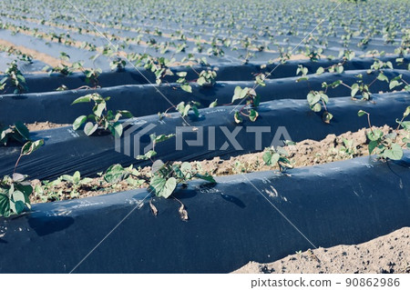 6月中旬 番薯田 茨城縣 90862986