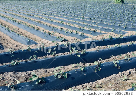6月中旬 番薯田 茨城縣 90862988