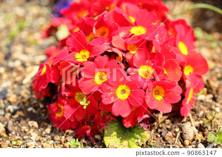 Primula's flower 90863147