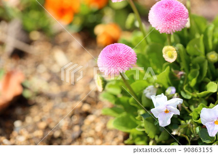 黛西的花 90863155
