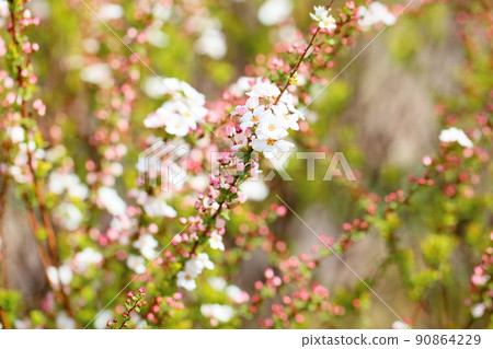 Willow flower 90864229