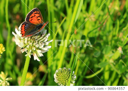 Butterflies 90864357