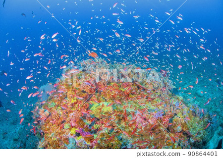 Powerful small roots 90864401