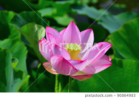 初夏風景男鹿荷花 90864983