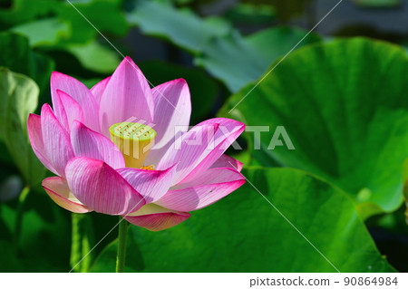 Early summer scenery Oga lotus flower 90864984