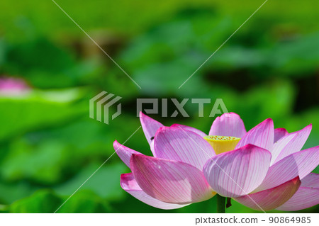 Early summer scenery Oga lotus flower 90864985