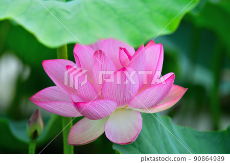 Early summer scenery Oga lotus flower 90864989
