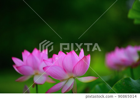 Early summer scenery Oga lotus flower Early summer scenery Oga lotus flower 90865014