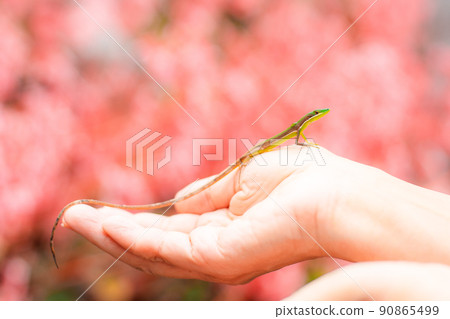 手掌上的蜥蜴 90865499