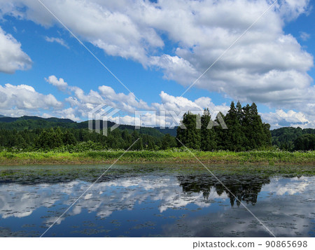 Large clouds and trees moving into a pond with small aquatic plants Large clouds and trees moving into a pond with small aquatic plants 90865698