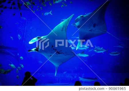 Manta ray in the aquarium Manta ray in the aquarium 90865965