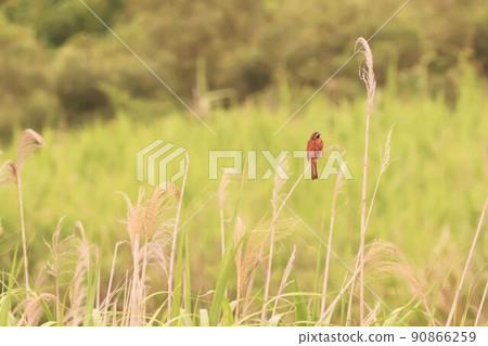 棲息在枯萎的犁上的彩旗野鳥 90866259
